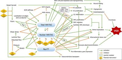 Mechanotransduction in Coronary Vein Graft Disease